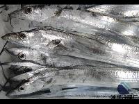 冰洋冷藏廠海產品批發 價格透明，品質保證，銷售無憂